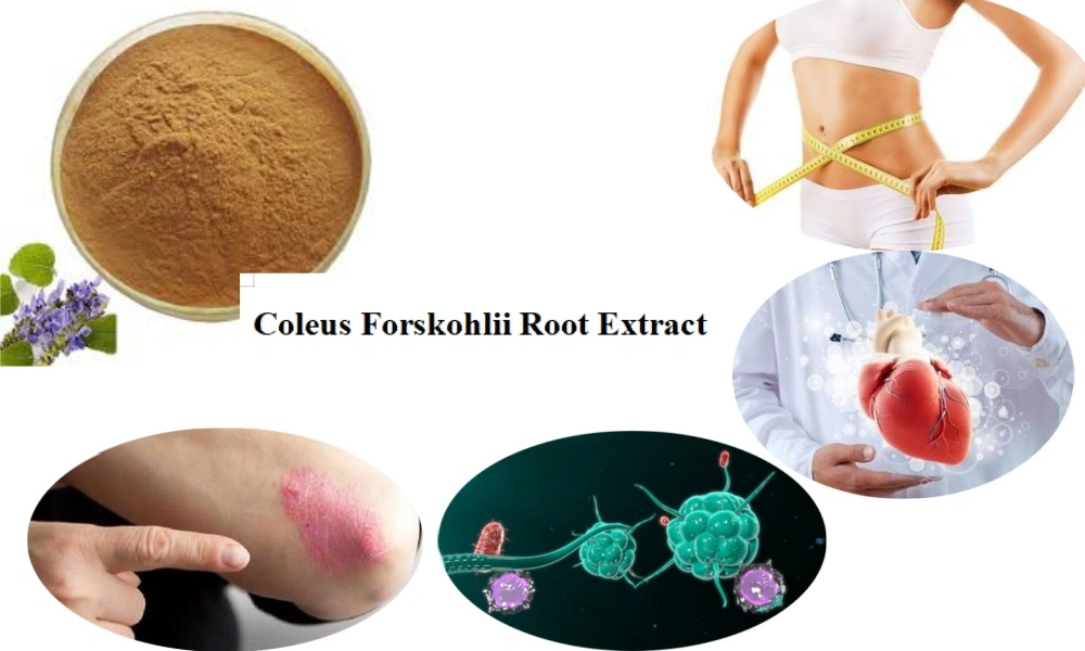 What Does Coleus Forskohlii Root Extract Do